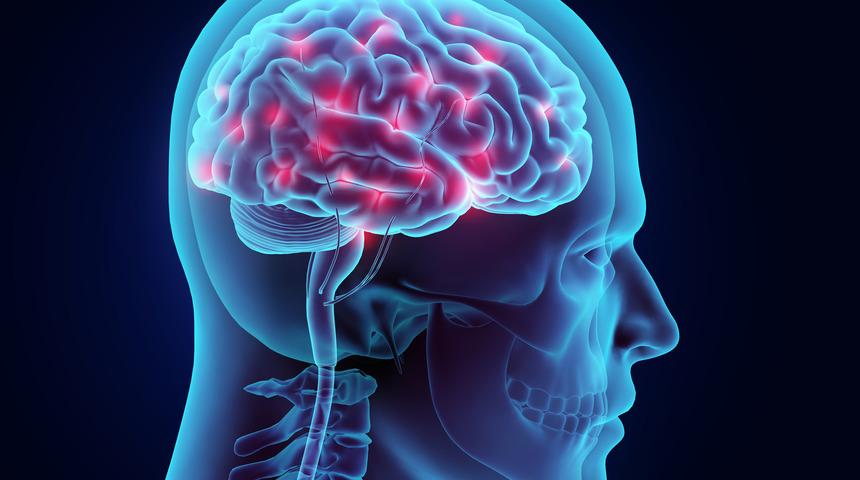 Bilim insanları, kafatasında yeni bir organ bulduklarını a&ccedil;ıkladı