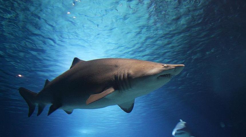 Meksika&rsquo;da k&ouml;pek balığı turist kadınların dalış yaptığı kafese saldırdı