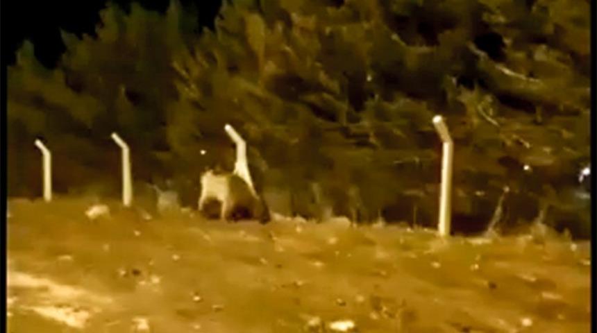 Ardahan'da şehre inen boz ayı böyle görüntülendi