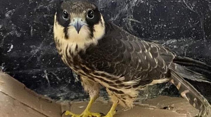 Ateşli silahla vurulan Delice Doğan tedavi altına alındı