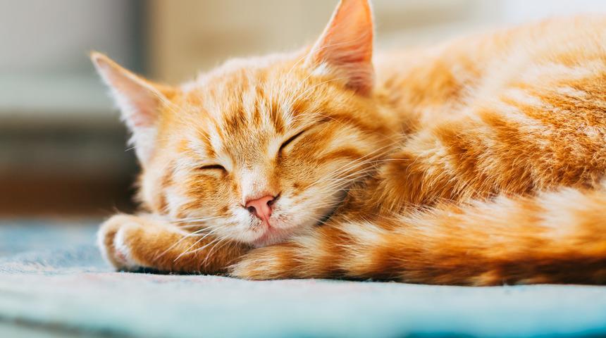 ABD'de Covid-19'a yakalanan 16 yaşındaki kedi uyutuldu