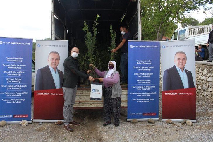 Büyükşehir, Manavgat’ta defne fidanı yardımı yaptı G3