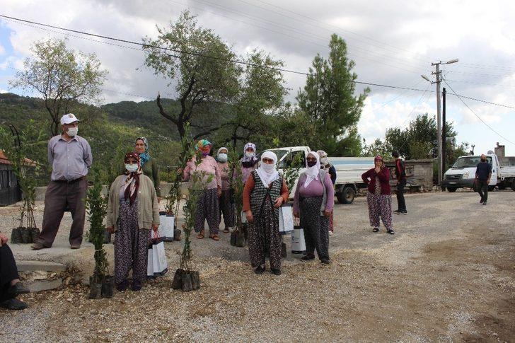 Büyükşehir, Manavgat’ta defne fidanı yardımı yaptı G4