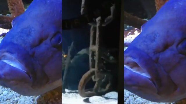 Her arkadaşını yiyen depresif ve yalnız balık 16. yaş gününü böyle kutladı 