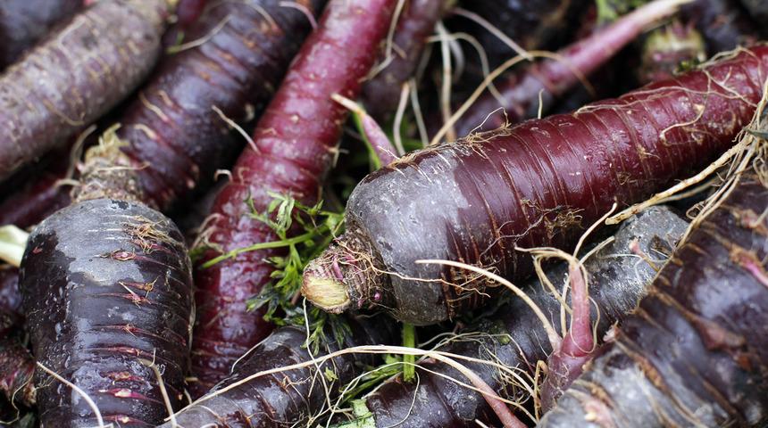 Mor havuç nedir? Mor havuç yemenin faydaları