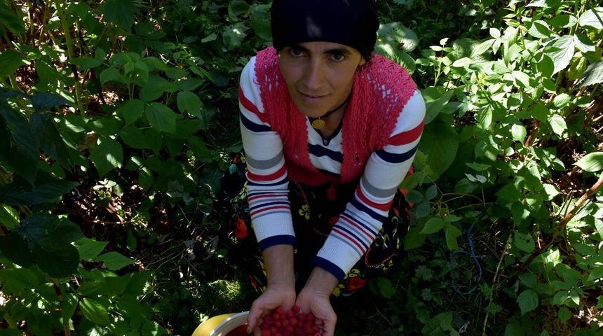 700 metrekare arsadan bir ton ürün! Yeni gelir kapısı: Ahududu