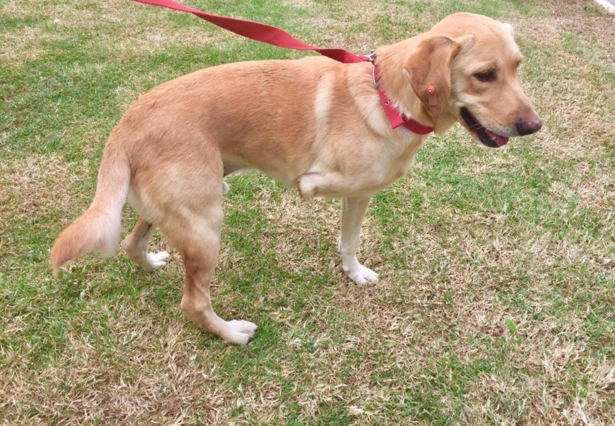 Paşa yeni yuvasına kavuştu