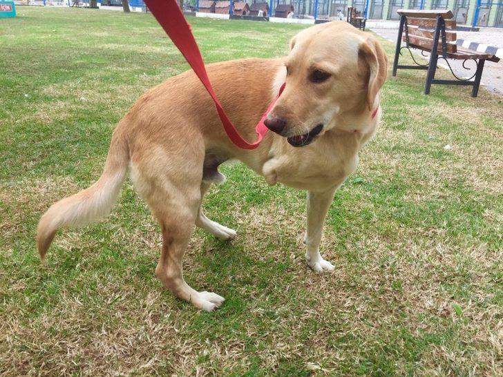 Paşa yeni yuvasına kavuştu G2