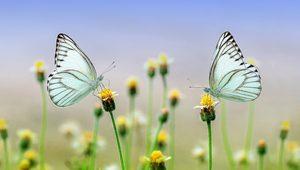 Rüyada kelebek görmek ne anlama gelir? Rüyada kelebek sürüsü, saldırısı görmek ne demek?