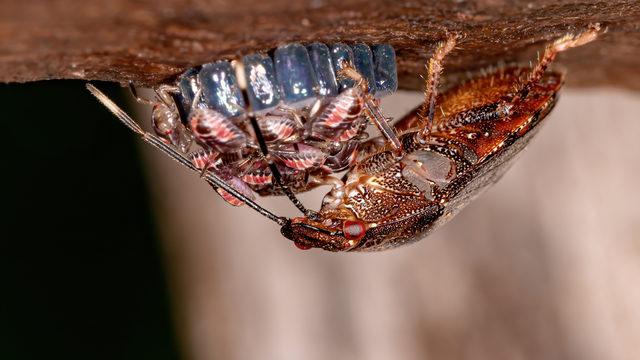 Artvin'de görülüyordu! Kadıköy'de kahverengi kokarca böceği istilasi