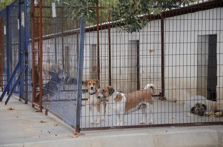 Kuşadası Hayvan Rehabilitasyon Merkezi’nde 18 ayda 3115 hayvan misafir edildi G2