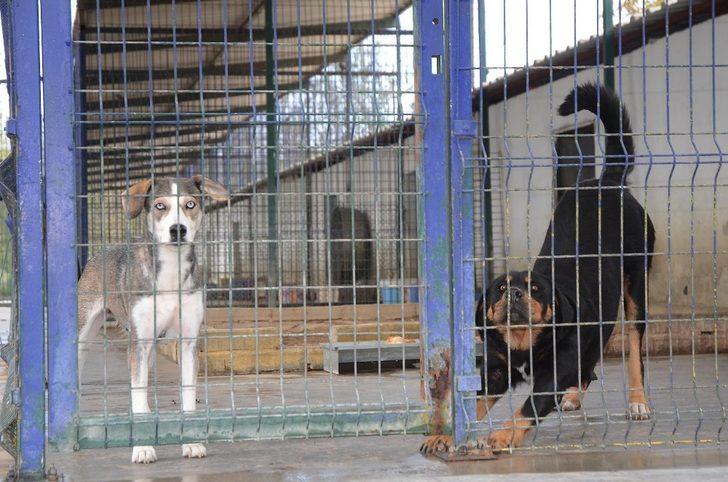 Kuşadası Hayvan Rehabilitasyon Merkezi’nde 18 ayda 3115 hayvan misafir edildi G4