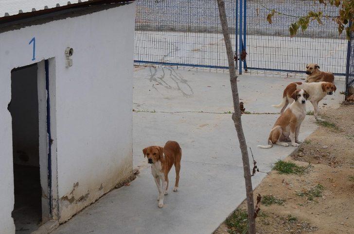 Kuşadası Hayvan Rehabilitasyon Merkezi’nde 18 ayda 3115 hayvan misafir edildi G5