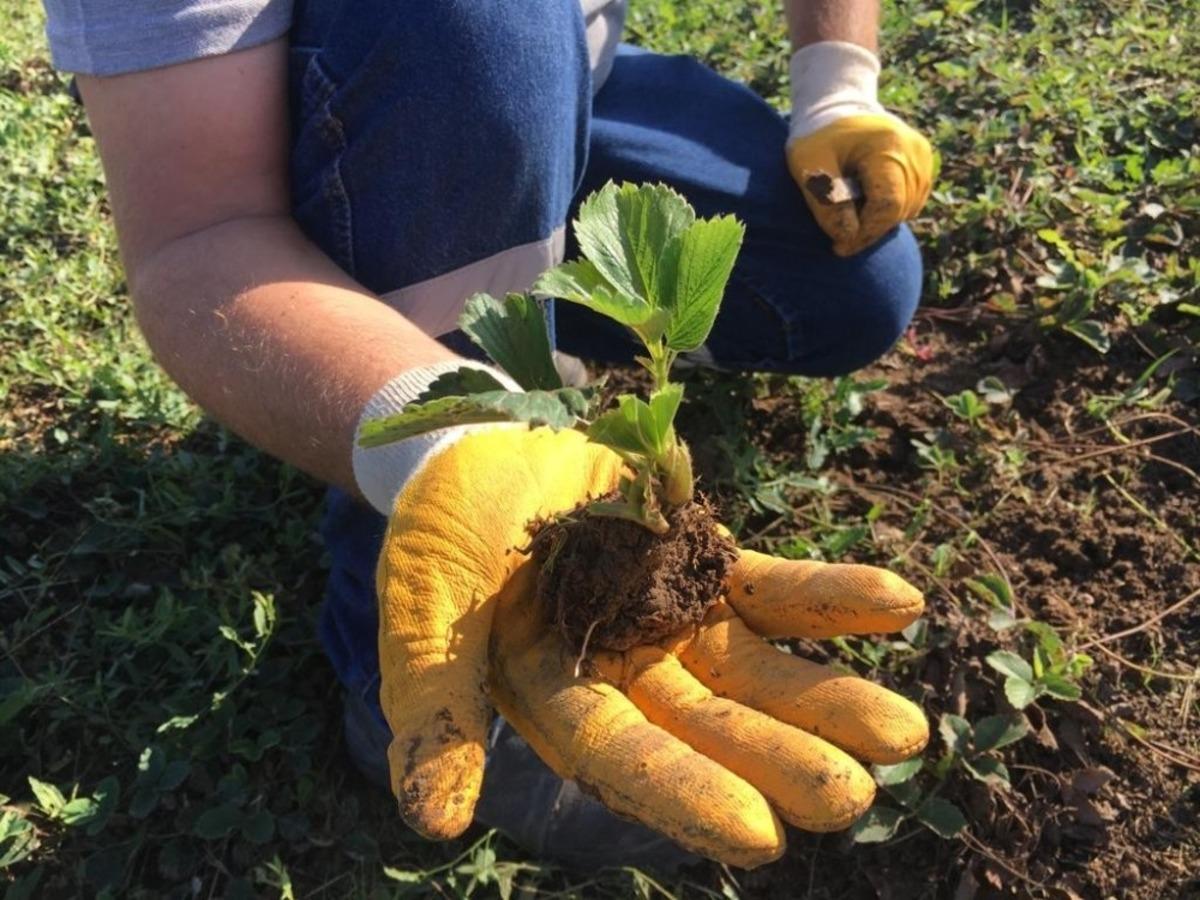 Kdz. Ereğli&rsquo;de 2 bin 500 adet Osmanlı &Ccedil;ileği fidesi dağıtılacak