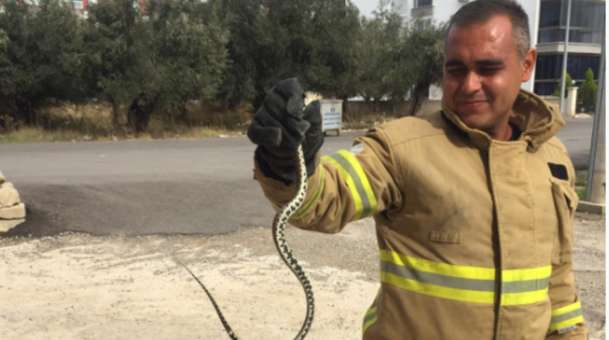 Eve giren yılan itfaiye ekiplerince çıkarıldı