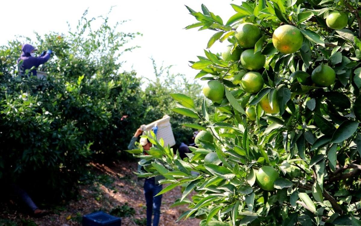 Narenciye &uuml;reticilerine 5 milyonluk Acil Destek &Ouml;deneği