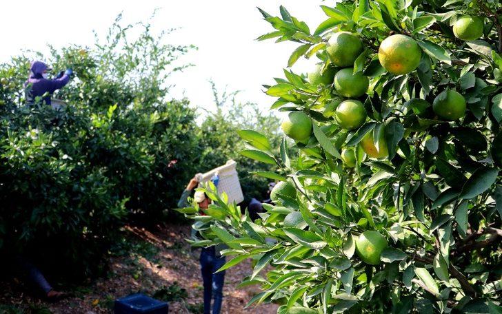 Narenciye üreticilerine 5 milyonluk Acil Destek Ödeneği G1