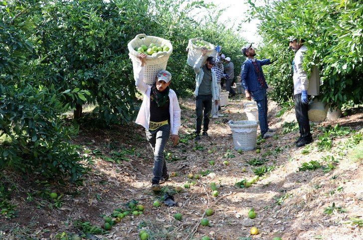 Narenciye üreticilerine 5 milyonluk Acil Destek Ödeneği G3