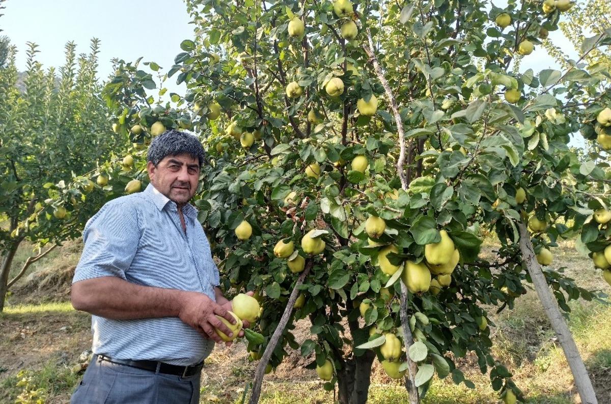 Şahinkaya ayvasında hasat zamanı