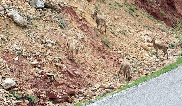 Erzincan - İliç yolunda yaban keçileri yol kenarına indi