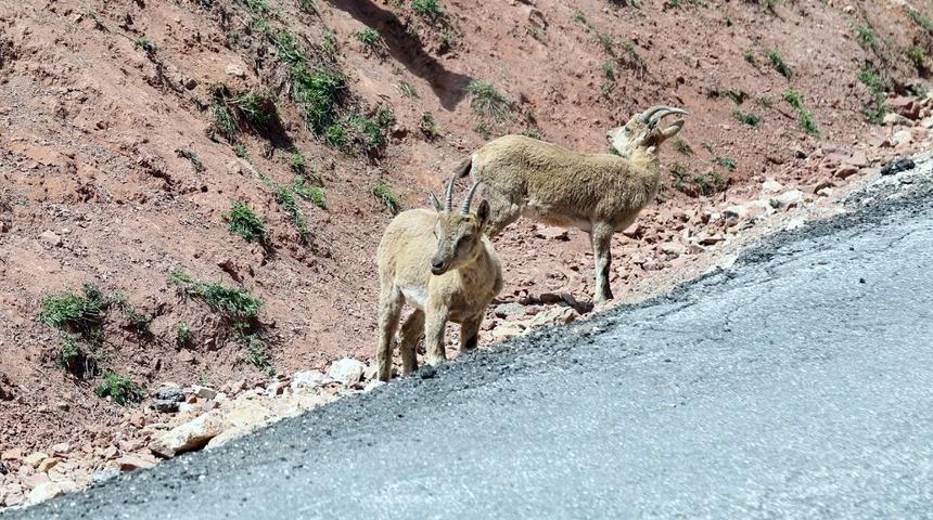 Erzincan - İli&ccedil; yolunda yaban ke&ccedil;ileri yol kenarına indi