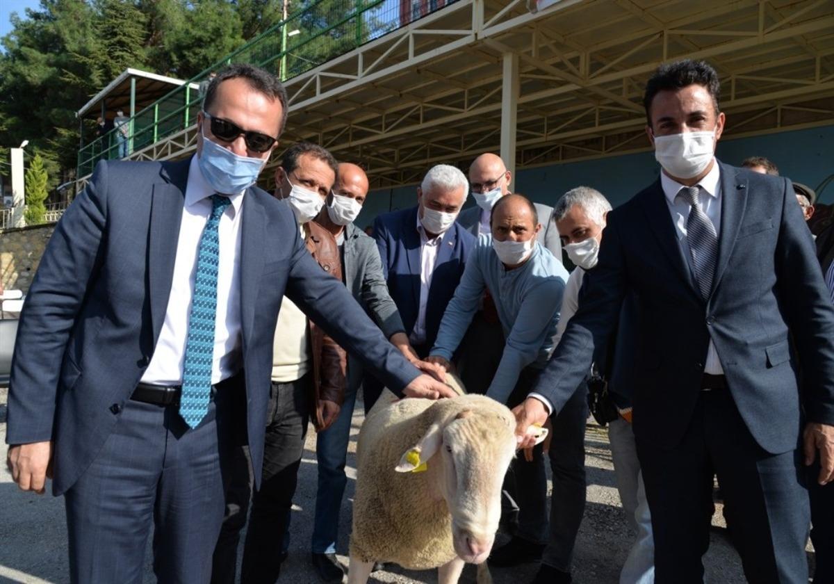 Bilecik&rsquo;te kıvırcık ırkı damızlık 308 adet ko&ccedil; dağıtıldı