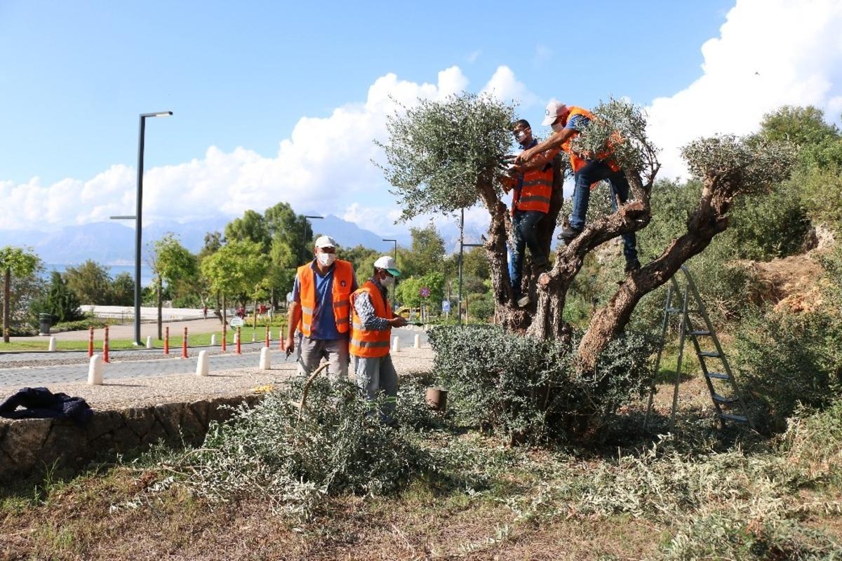 Konyaaltı Sahili&rsquo;nde ağa&ccedil;lara fırtına bakımı