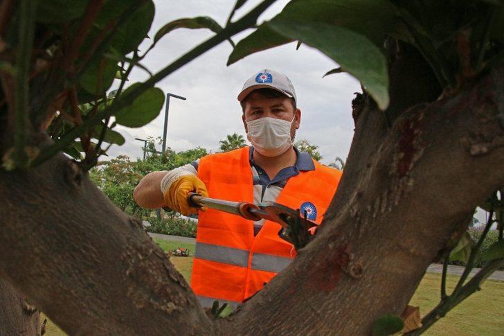 Konyaaltı Sahili’nde ağaçlara fırtına bakımı G3