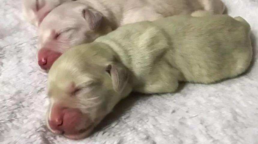 İnanılmaz: Yavrulardan biri yeşil t&uuml;yl&uuml; doğdu!