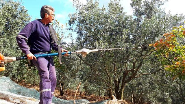 Erdek’te zeytin alımları başlıyor