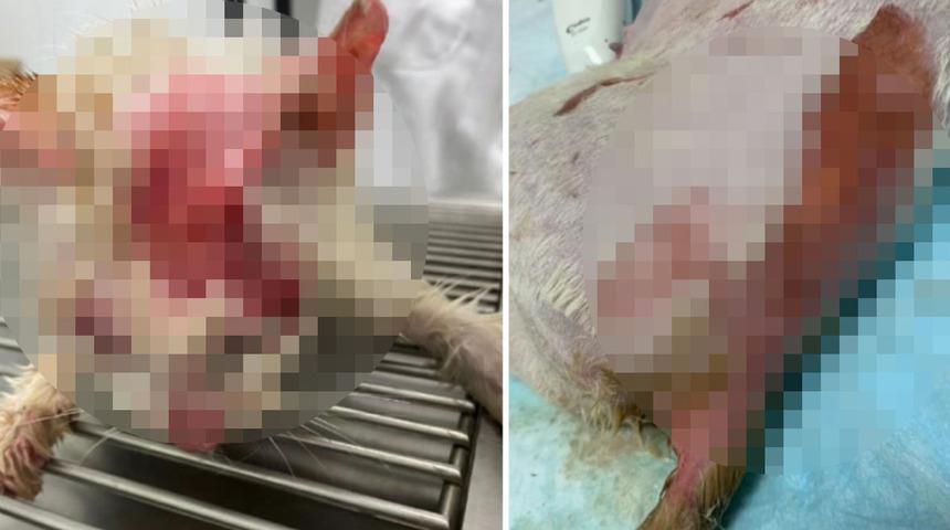 Vahşet! Hamile kediyi kaynar suyla yaktı, 4 yavrunun &ouml;l&uuml;m&uuml;ne neden oldu