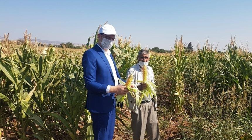 Silajlık mısırda hasat zamanı