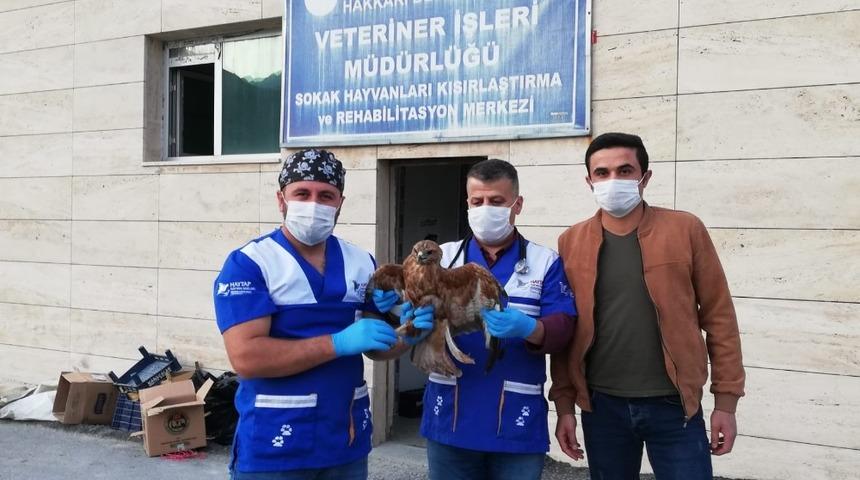 Kızıl şahin &ouml;zg&uuml;rl&uuml;ğ&uuml;ne kavuştu