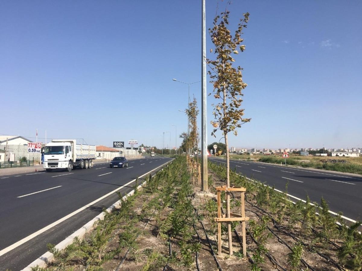 B&uuml;y&uuml;kşehir şehrin batı girişine 62 bin fidan dikti