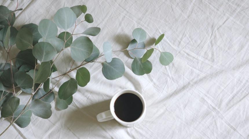 Okaliptus nedir, faydaları nelerdir? 