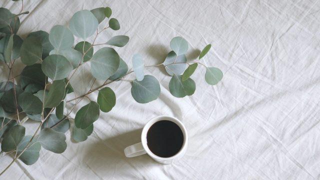 Okaliptus nedir, faydaları nelerdir? 