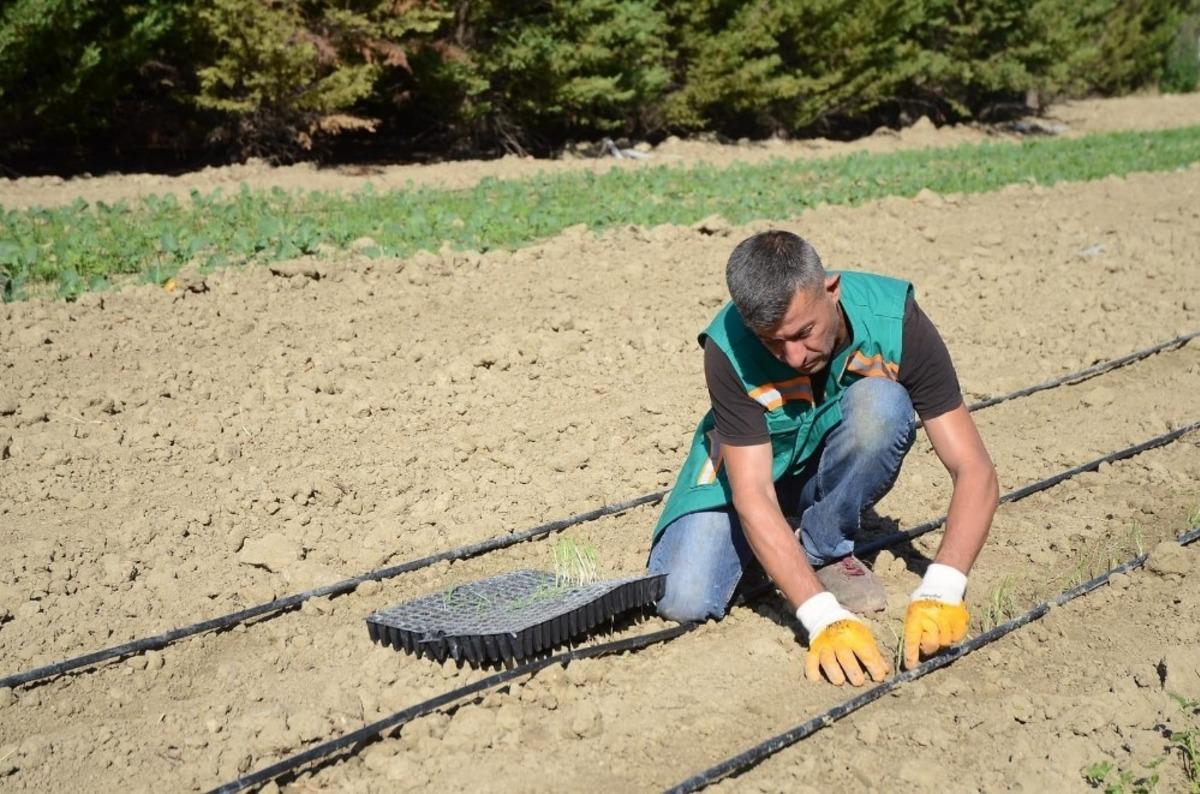Adabah&ccedil;e&rsquo;de kış hazırlıkları başladı