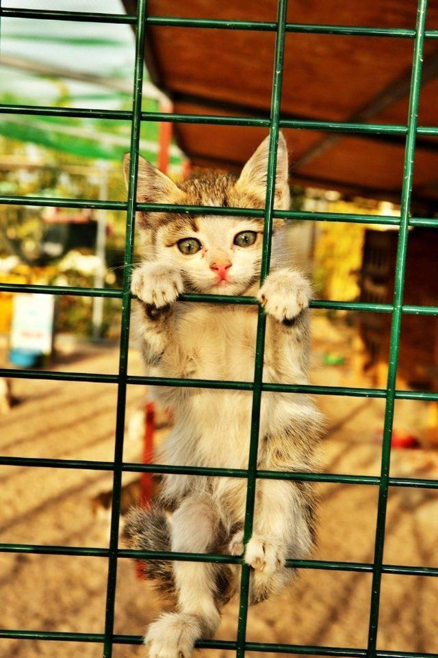 Aksaray’daki hayvan barınağında kedilere özel alan oluşturuldu