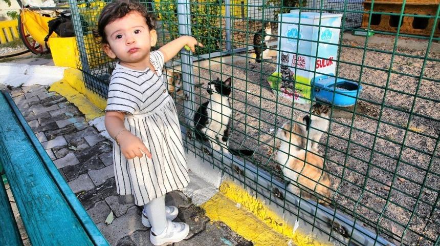 Aksaray&rsquo;daki hayvan barınağında kedilere &ouml;zel alan oluşturuldu