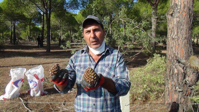  Ölümü göze alarak topladıkları kozalakların kilosunu 300 TL'den satıyorlar