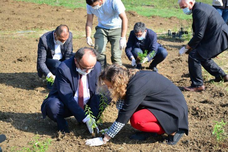 Tıbbi ve aromatik bitkiler toprakla buluştu G1