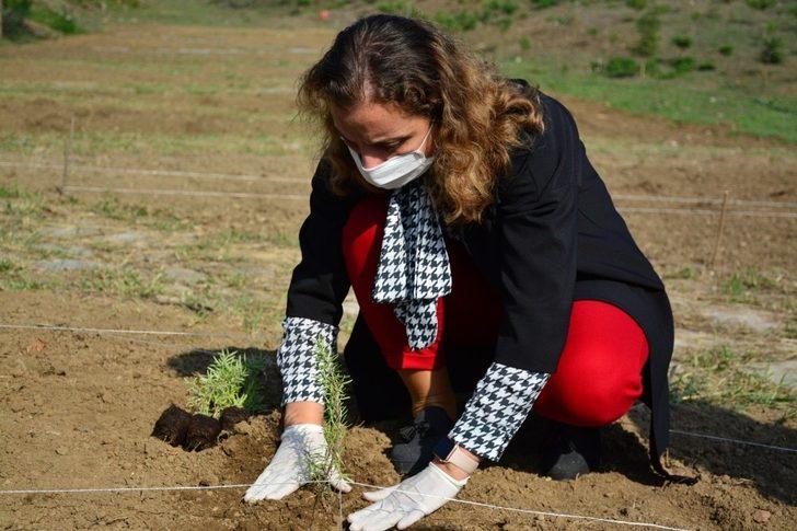 Tıbbi ve aromatik bitkiler toprakla buluştu G3