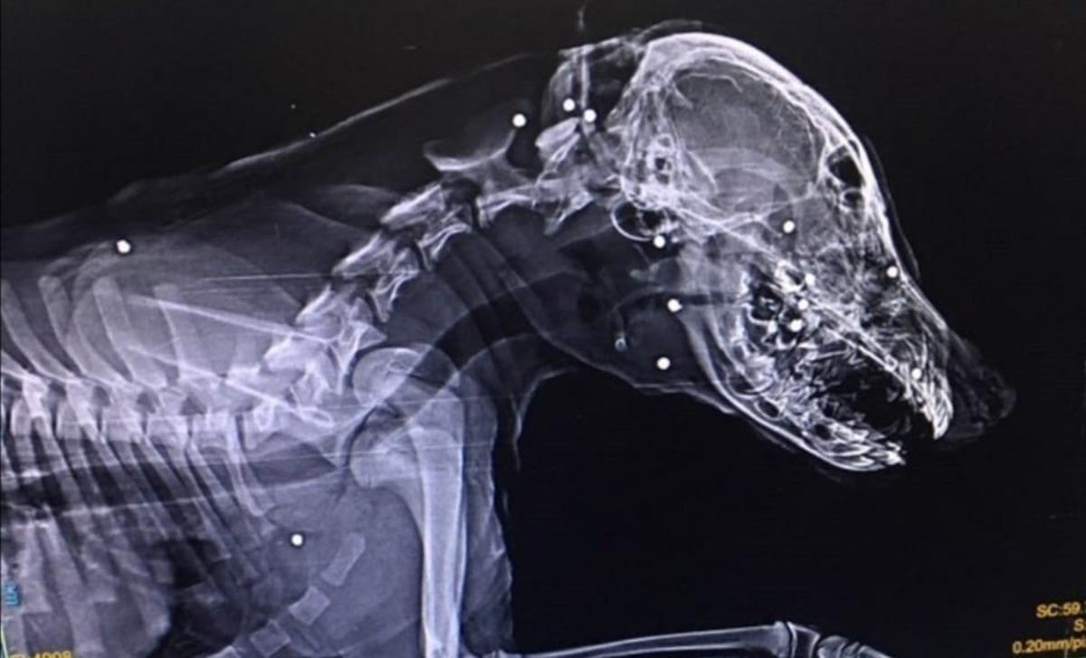 Yavru k&ouml;peği t&uuml;fekle yaraladılar