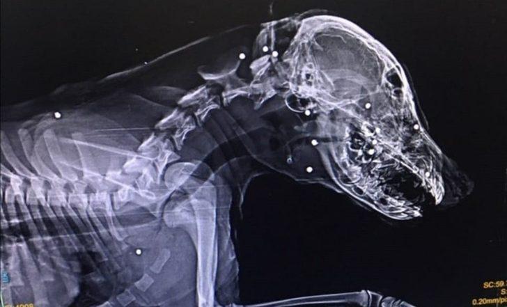 Yavru köpeği tüfekle yaraladılar G1