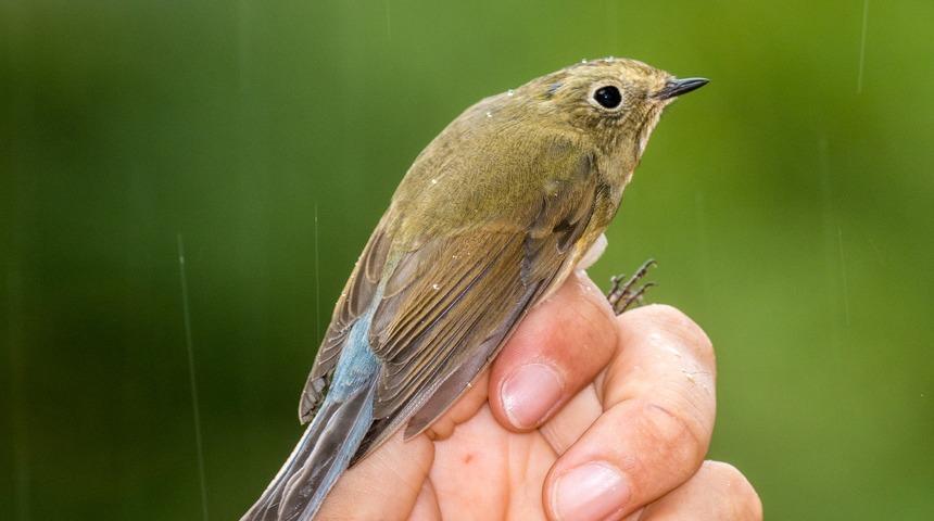Mavi kuyruklu b&uuml;lb&uuml;l, T&uuml;rkiye&rsquo;de 4&rsquo;&uuml;nc&uuml; kez g&ouml;r&uuml;ld&uuml;
