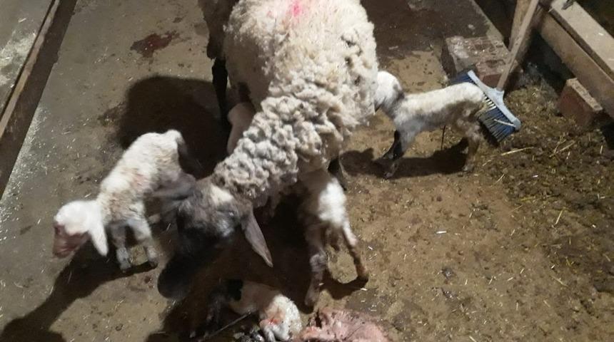 Denizli&rsquo;de koyun 5&rsquo;iz  doğurdu