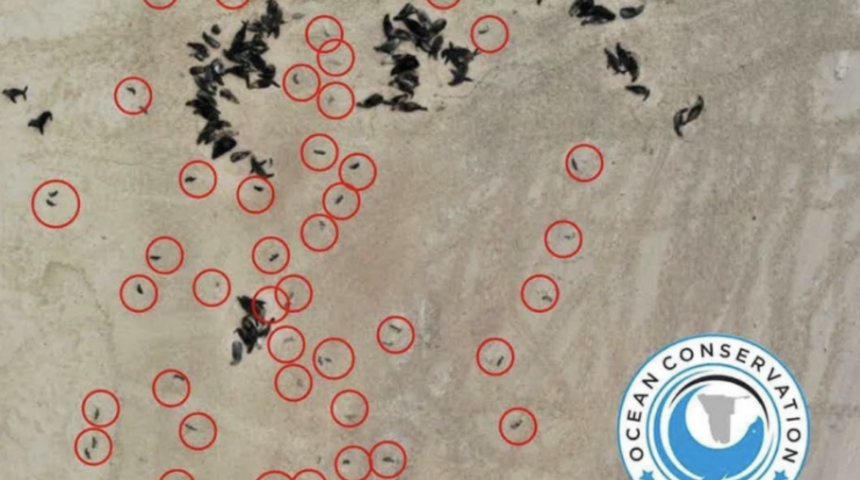 Binlerce fok sahile vurdu! Yavrularını terk ediyorlar