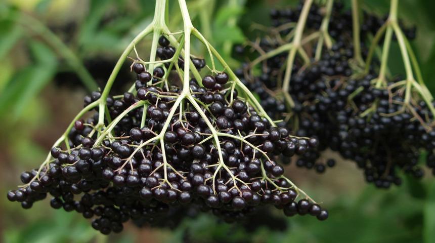 Ger&ccedil;ek bir şifa deposu! İyi gelmediği bir şey yok...