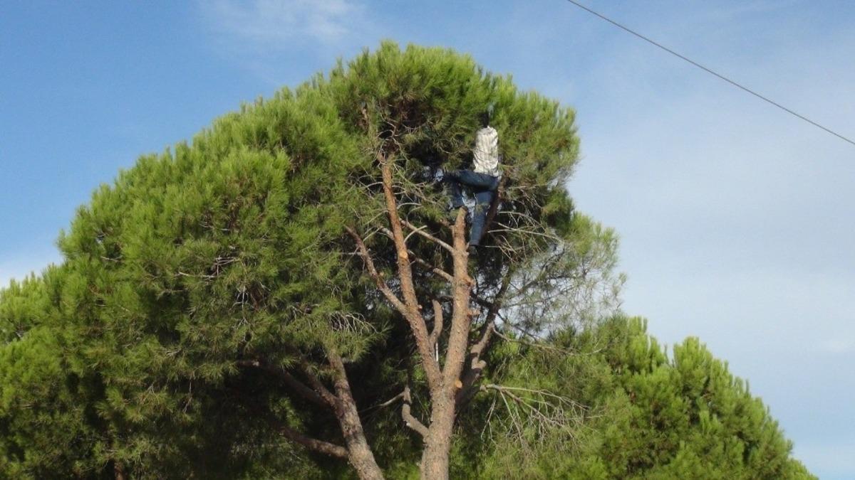 Antalya&rsquo;nın kozalağı Aydınlı iş&ccedil;ilerin mahareti ile ekonomiye kazandırılıyor