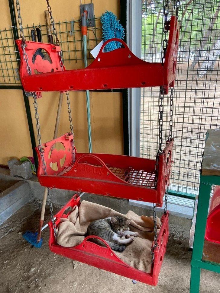 Başkan Atabay’dan kedi evine ziyaret G3